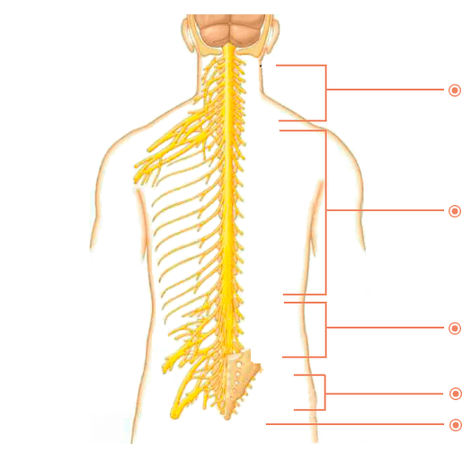 Where are the osteoarthritis